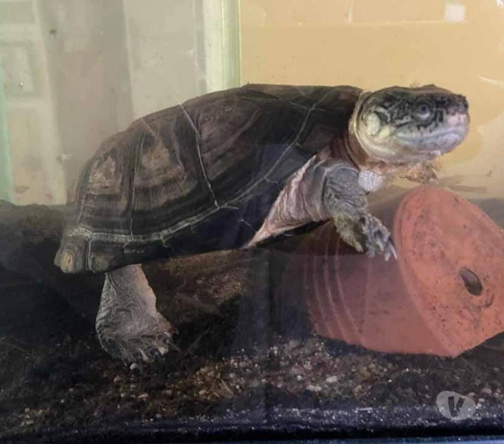 Don animaux Loire-Atlantique Rouans - 44640 - Photos Vivastreet CAROLIN, adorable tortue Pélusios Castaneus à l'adoption