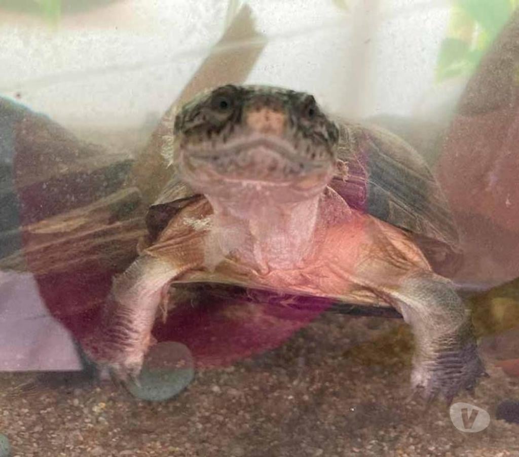 Don animaux Loire-Atlantique Rouans - 44640 - Photos Vivastreet CAROLIN, adorable tortue Pélusios Castaneus à l'adoption