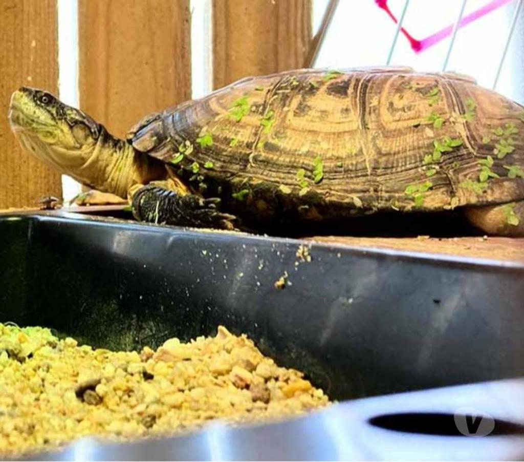 Don animaux Loire-Atlantique Rouans - 44640 - Photos Vivastreet CAROLIN, adorable tortue Pélusios Castaneus à l'adoption