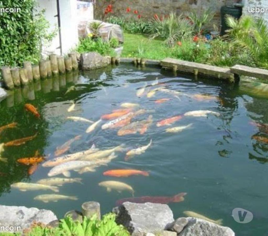 Vente Charente St Yrieix sur Charente - 16710 - Photos Vivastreet plantes et poissons de bassin