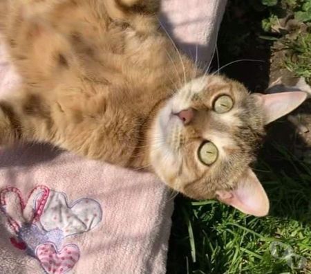 Don animaux Eure Beaumont le Roger - 27170 - Photos Vivastreet urgent pour Khaleesi 5 ans 3 pattes à adopter