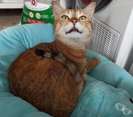 Don animaux Eure Beaumont le Roger - 27170 - Photos Vivastreet urgent pour Khaleesi 5 ans 3 pattes à adopter