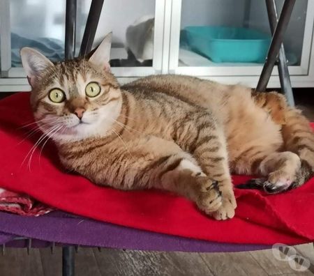 Don animaux Eure Beaumont le Roger - 27170 - Photos Vivastreet urgent pour Khaleesi 5 ans 3 pattes à adopter