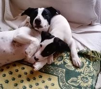 SAILLIE JACK-RUSSELL terrier Très belle lignée