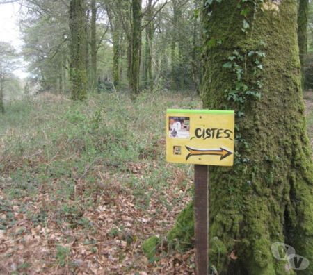 Autres sorties Finistère Scaer - 29390 - Photos Vivastreet SCAËR-FINISTERE SUD- CHASSE AUX TRESORS - CISTES