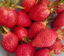 Plant fraisier gariguette ou Ciboulette