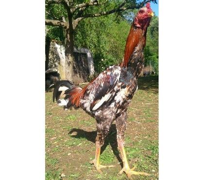 Vente animaux Rochefort Charente-Maritime - Photos Vivastreet OEUFS Fécondés de COMBATTANTS