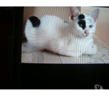 Animaux perdus Hautes-Pyrénées Tarbes - 65000 - Photos Vivastreet A ADOPTER CHATONS TROUVES