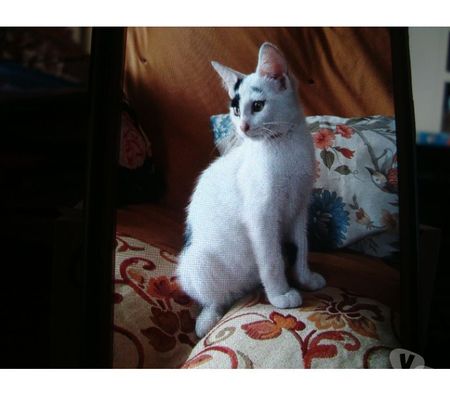 Animaux perdus Hautes-Pyrénées Tarbes - 65000 - Photos Vivastreet A ADOPTER CHATONS TROUVES