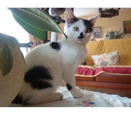 Animaux perdus Hautes-Pyrénées Tarbes - 65000 - Photos Vivastreet A ADOPTER CHATONS TROUVES