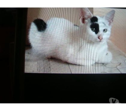 Animaux perdus Tarbes Hautes-Pyrénées - Photos Vivastreet A ADOPTER CHATONS TROUVES