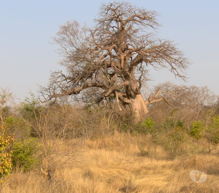 Vente Maison Sénégal - Photos Vivastreet Superbe petit campement Sénégal Oriental - Niokolo Koba