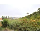 Terrain - Bombarral - 11440m2