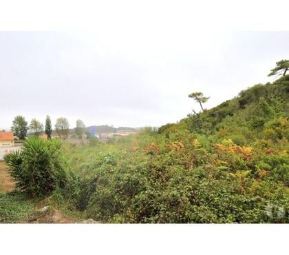 Vente Terrain - Photos Vivastreet Terrain - Bombarral - 11440m2