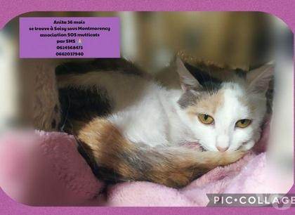 Adoption animaux Eaubonne Val-d'Oise - Photos Vivastreet Anita tricolore pastel 3 ans