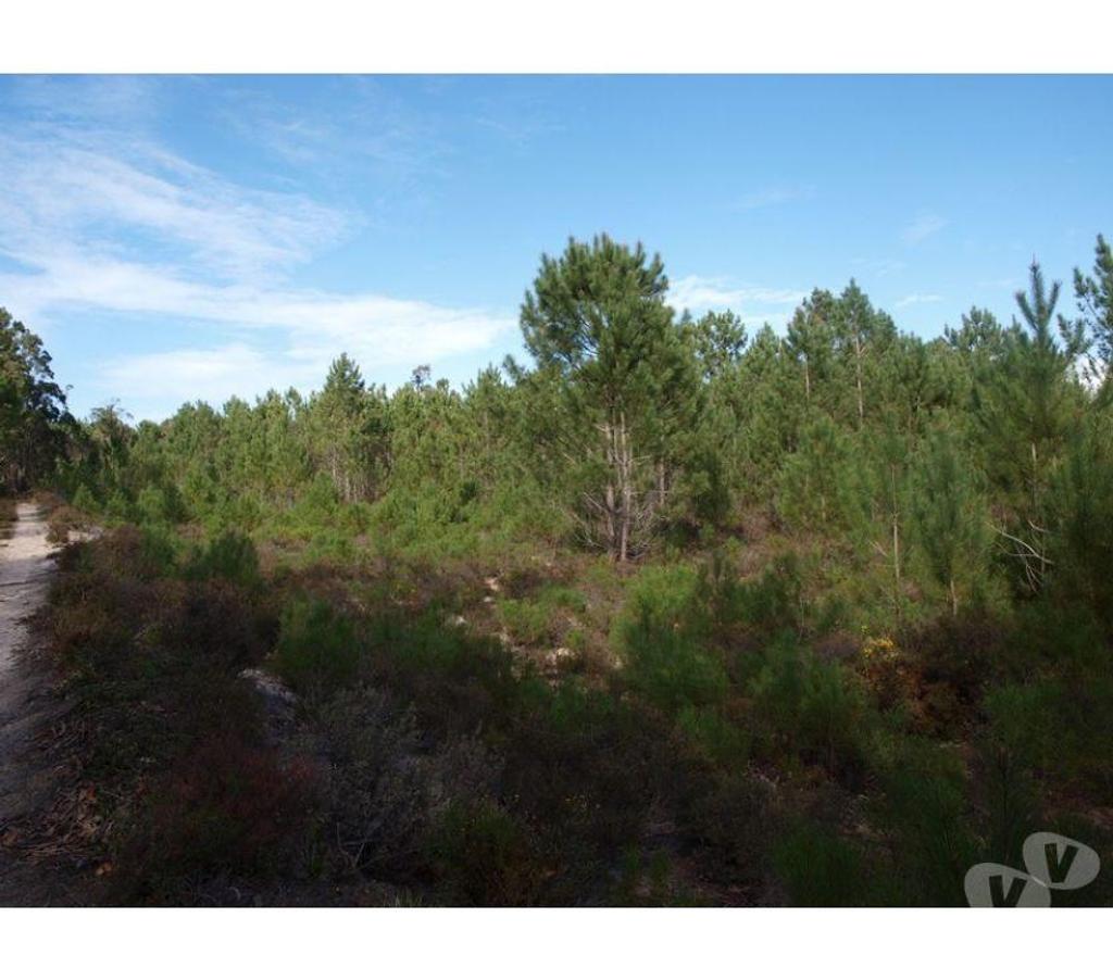 Terrain à vendre Portugal - Photos Vivastreet Terrain - Alcobaï¿½a - 34707m2