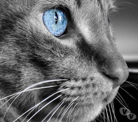 Services, accessoires animaux Oise Beauvais - 60000 - Photos Vivastreet visite chat à domicile toute l'année sur Beauvais