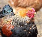 BLOOM, magnifique coq Brahma Perdrix dorée maillée noire 
