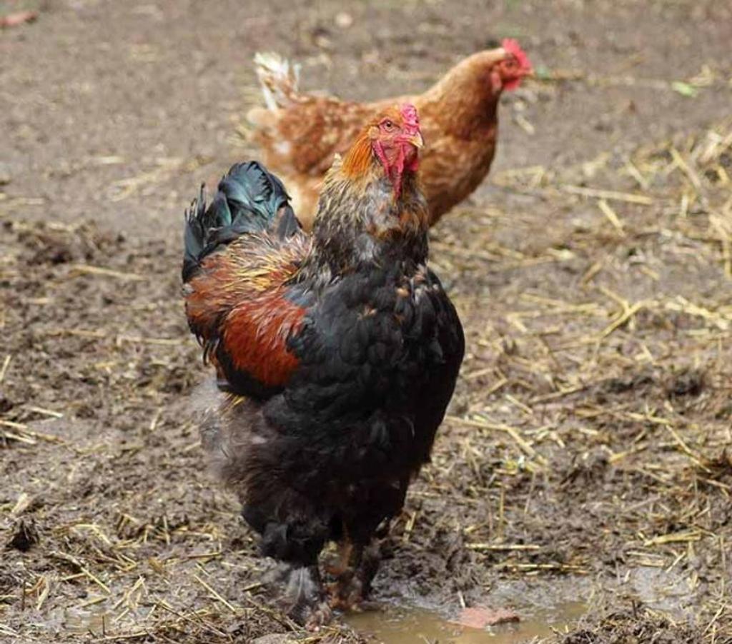 Don animaux Cher Bessais le Fromental - 18210 - Photos Vivastreet BLOOM, magnifique coq Brahma Perdrix dorée maillée noire 