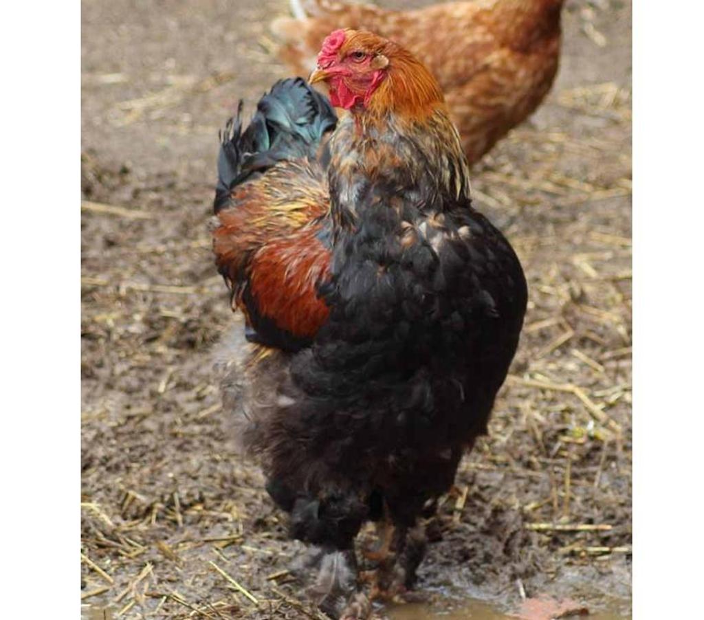 Don animaux Cher Bessais le Fromental - 18210 - Photos Vivastreet BLOOM, magnifique coq Brahma Perdrix dorée maillée noire 