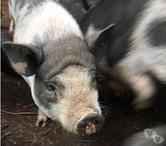MOUILLETTE, magnifique cochon Vietnamien à adopter 