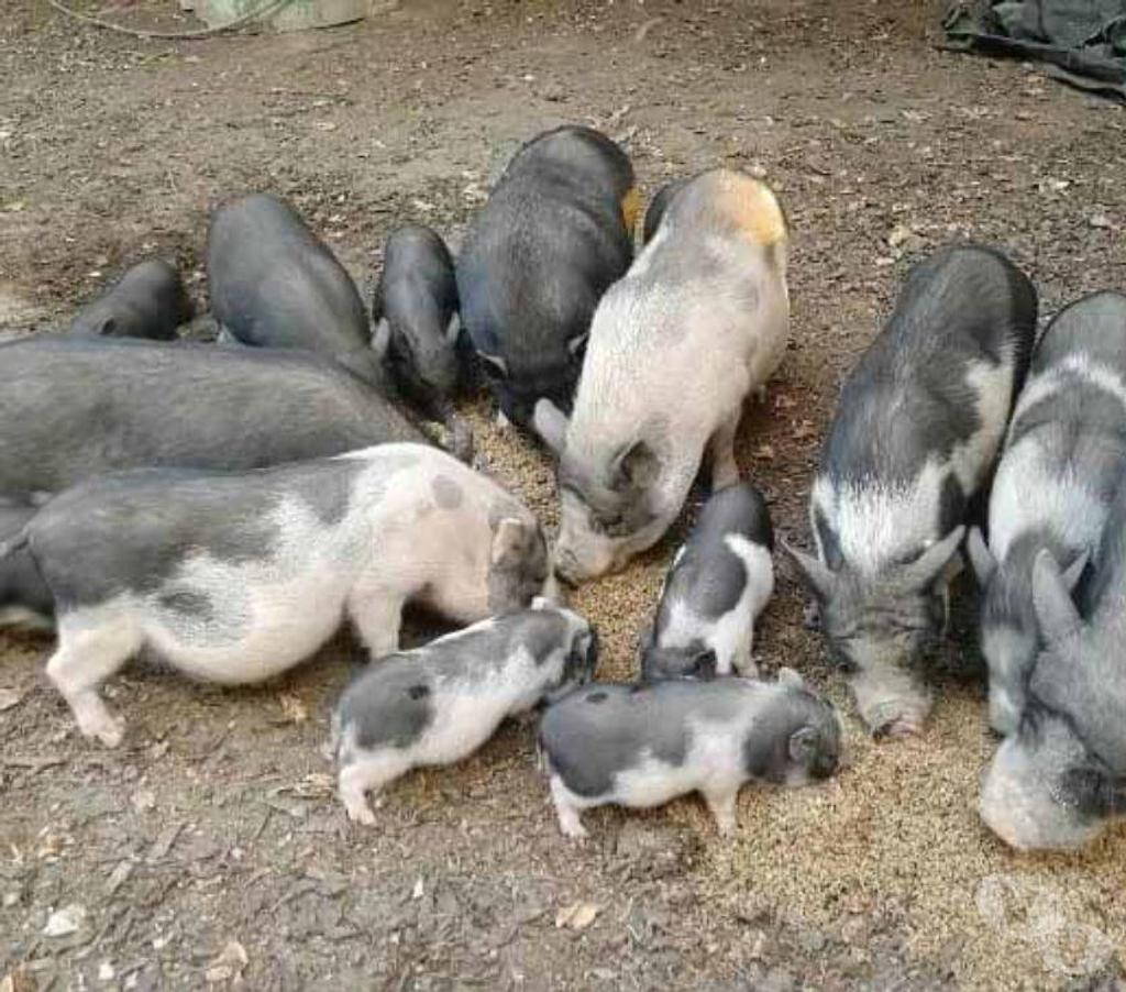 Don animaux Loire-Atlantique Treillieres - 44119 - Photos Vivastreet MOUILLETTE, magnifique cochon Vietnamien à adopter 