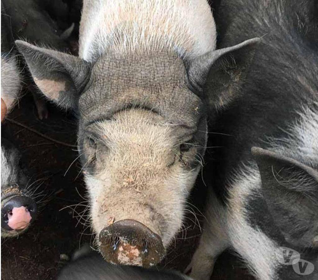 Don animaux Loire-Atlantique Treillieres - 44119 - Photos Vivastreet MOUILLETTE, magnifique cochon Vietnamien à adopter 