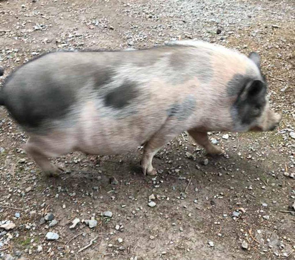 Don animaux Loire-Atlantique Treillieres - 44119 - Photos Vivastreet MOUILLETTE, magnifique cochon Vietnamien à adopter 