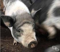 MOUILLETTE, magnifique cochon Vietnamien à adopter