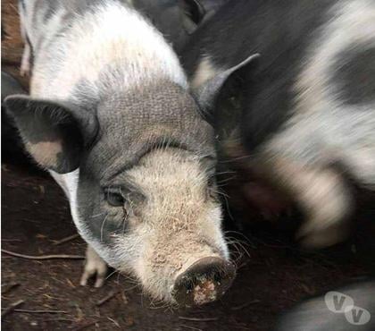Adoption animaux Treillieres Loire-Atlantique - Photos Vivastreet MOUILLETTE, magnifique cochon Vietnamien à adopter