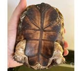 Rouans - Loire-Atlantique — FOKELY, magnifique tortue Pélomédusa subrafa