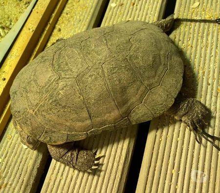 Vente Loire-Atlantique Rouans - 44640 - Photos Vivastreet FOKELY, magnifique tortue Pélomédusa subrafa