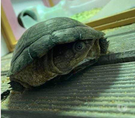 Vente Loire-Atlantique Rouans - 44640 - Photos Vivastreet FOKELY, magnifique tortue Pélomédusa subrafa