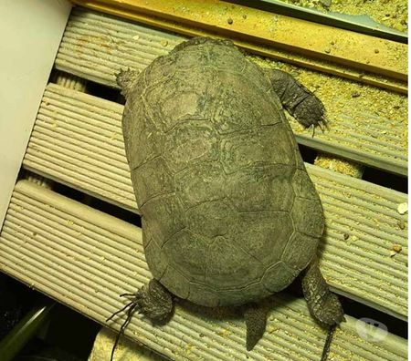Vente Loire-Atlantique Rouans - 44640 - Photos Vivastreet FOKELY, magnifique tortue Pélomédusa subrafa