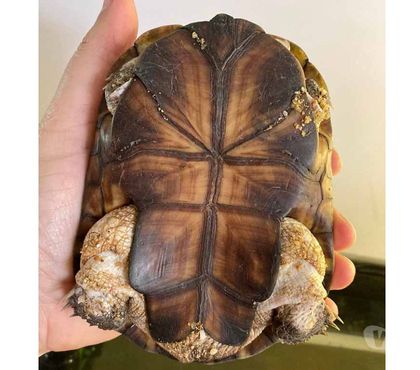 Vente animaux Rouans Loire-Atlantique - Photos Vivastreet FOKELY, magnifique tortue Pélomédusa subrafa