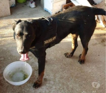 Adoption animaux St Cyr Ardèche - Photos Vivastreet LEKSO à l'adoption Croisé beauceron mâle né en 2015