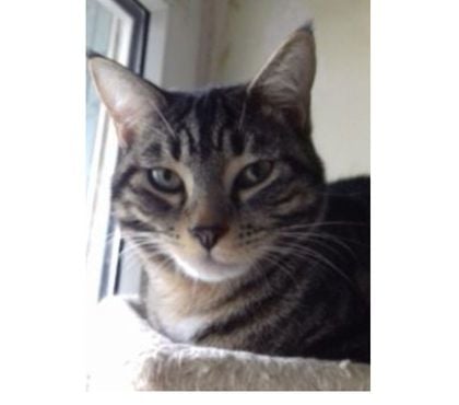 Don animaux Valence Drôme - Photos Vivastreet DARKY à l'adoption chat mâle né le 29042021