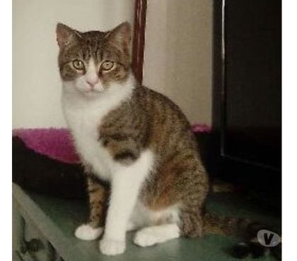 Don animaux St Paul Trois Chateaux Drôme - Photos Vivastreet GRISOUILLE à l'adoption chat né en mai 2020
