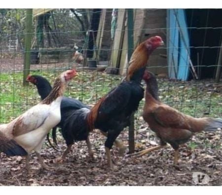 Vente Charente-Maritime Rochefort - 17300 - Photos Vivastreet OEUFS Fécondés de Poules