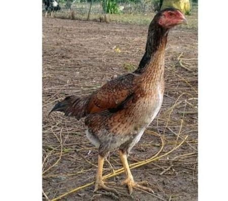 Vente Charente-Maritime Rochefort - 17300 - Photos Vivastreet OEUFS Fécondés de Poules