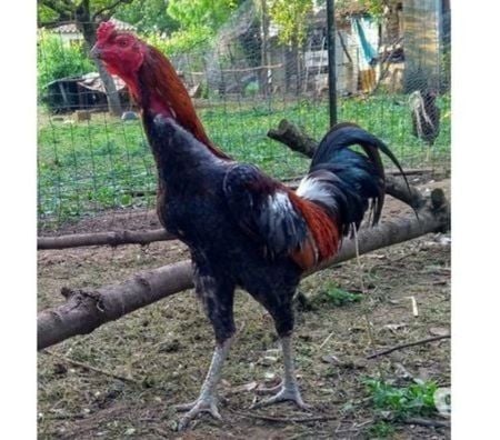 Vente Charente-Maritime Rochefort - 17300 - Photos Vivastreet OEUFS Fécondés de Poules