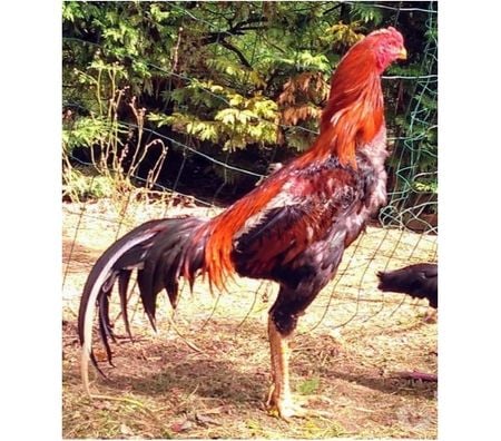 Vente Charente-Maritime Rochefort - 17300 - Photos Vivastreet OEUFS Fécondés de Poules