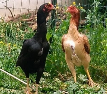 Vente Charente-Maritime Rochefort - 17300 - Photos Vivastreet OEUFS Fécondés de Poules