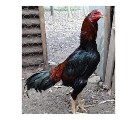Vente Charente-Maritime Rochefort - 17300 - Photos Vivastreet OEUFS Fécondés de Poules