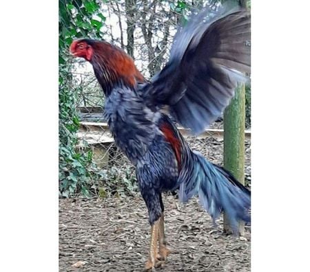 Vente Charente-Maritime Rochefort - 17300 - Photos Vivastreet OEUFS Fécondés de Poules