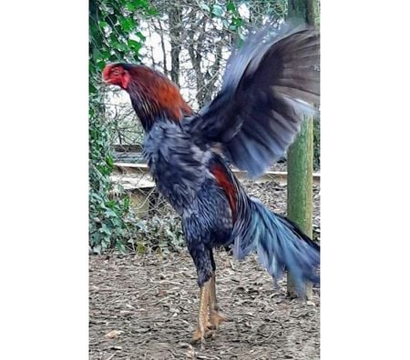 Vente Charente-Maritime Rochefort - 17300 - Photos Vivastreet OEUFS Fécondés de Poules