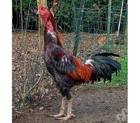 Vente Charente-Maritime Rochefort - 17300 - Photos Vivastreet OEUFS Fécondés de Poules