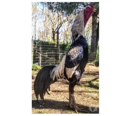 Vente Rochefort Charente-Maritime - Photos Vivastreet OEUFS Fécondés de Poules