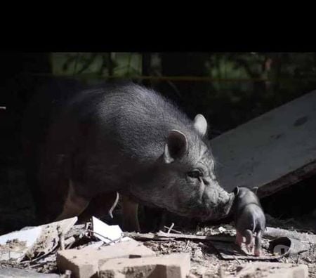 Vente Loire-Atlantique Barbechat - 44450 - Photos Vivastreet VAYA, adorable cochon vietnamien à adopter 