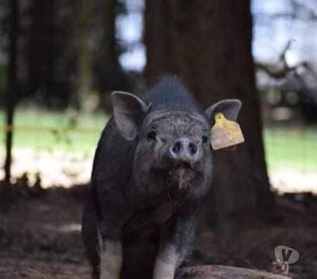Vente Loire-Atlantique Barbechat - 44450 - Photos Vivastreet VAYA, adorable cochon vietnamien à adopter 